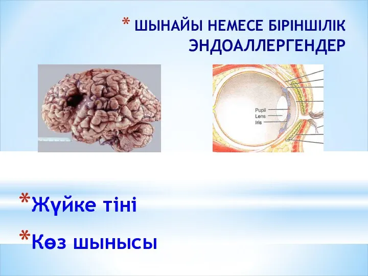 ШЫНАЙЫ НЕМЕСЕ БІРІНШІЛІК ЭНДОАЛЛЕРГЕНДЕР Жүйке тіні Көз шынысы