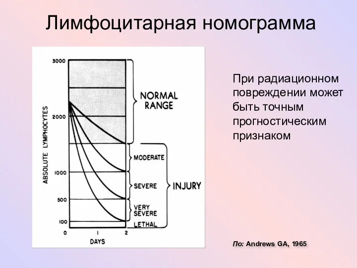 По: Andrews GA, 1965 Лимфоцитарная номограмма При радиационном повреждении может быть точным прогностическим признаком