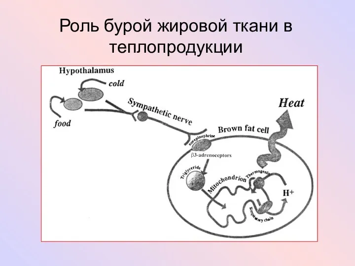 Роль бурой жировой ткани в теплопродукции