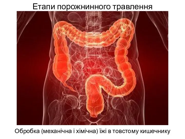 Етапи порожнинного травлення Обробка (механічна і хімічна) їжі в товстому кишечнику