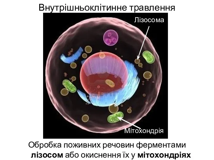 Внутрішньоклітинне травлення Обробка поживних речовин ферментами лізосом або окиснення їх у мітохондріях Лізосома Мітохондрія