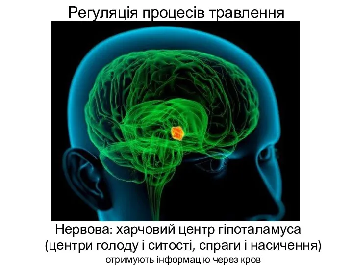 Регуляція процесів травлення Нервова: харчовий центр гіпоталамуса (центри голоду і