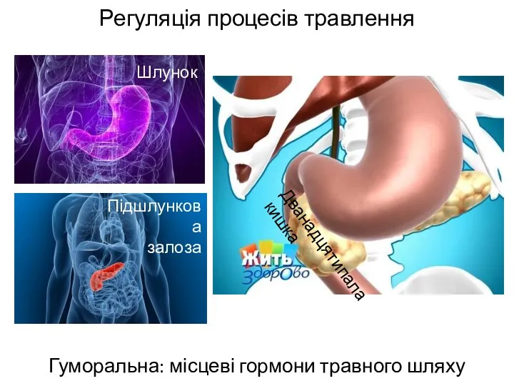 Регуляція процесів травлення Гуморальна: місцеві гормони травного шляху Шлунок Підшлункова залоза Дванадцятипала кишка