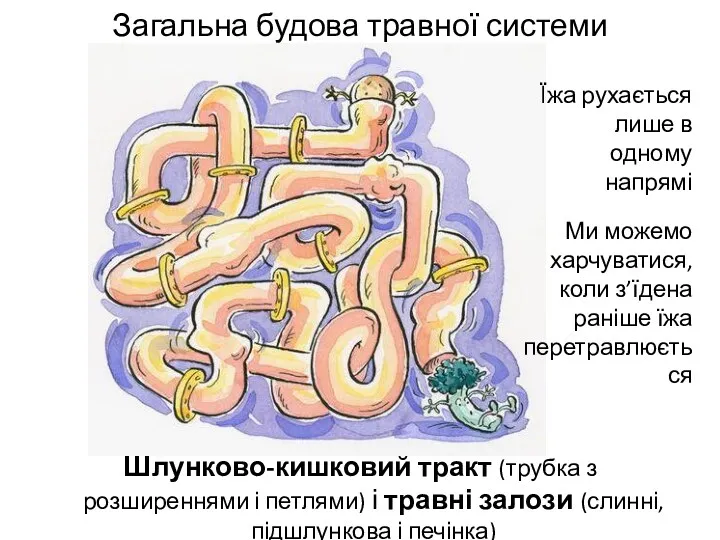 Загальна будова травної системи Шлунково-кишковий тракт (трубка з розширеннями і