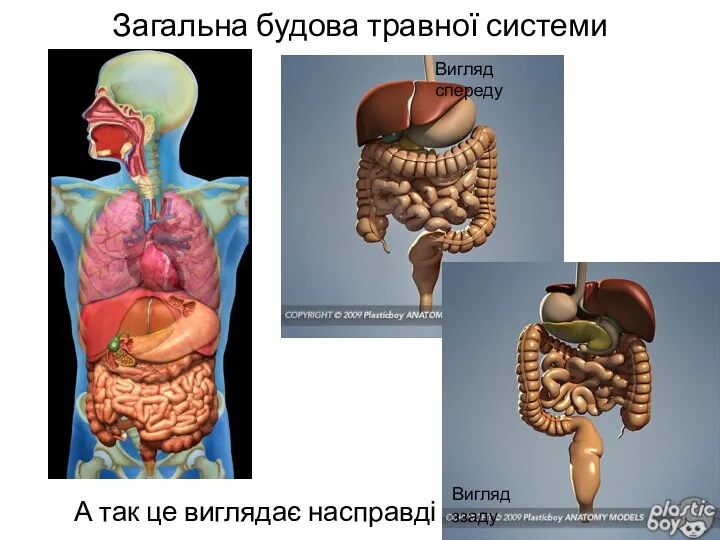 Загальна будова травної системи А так це виглядає насправді Вигляд спереду Вигляд ззаду