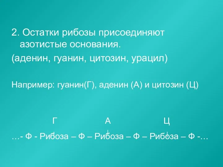 2. Остатки рибозы присоединяют азотистые основания. (аденин, гуанин, цитозин, урацил)