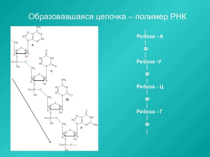 Образовавшаяся цепочка – полимер РНК Рибоза - А Ф Рибоза