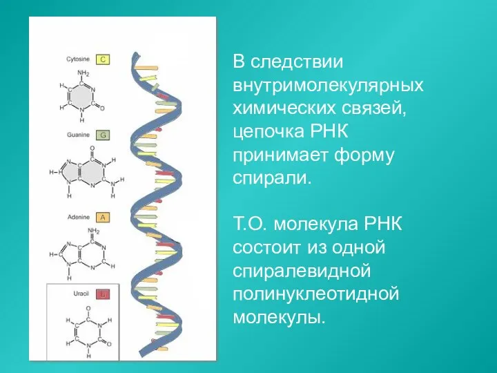 В следствии внутримолекулярных химических связей, цепочка РНК принимает форму спирали.