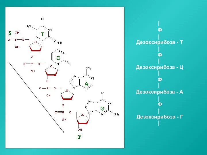 Ф Дезоксирибоза - Т Ф Дезоксирибоза - Ц Ф Дезоксирибоза - А Ф Дезоксирибоза - Г