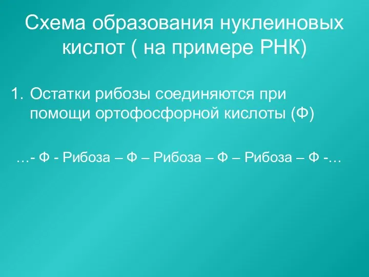 Схема образования нуклеиновых кислот ( на примере РНК) Остатки рибозы