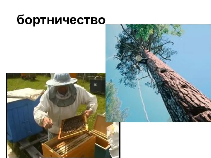 бортничество