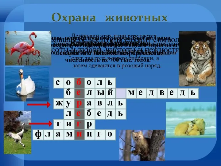 Очень ценный пушной зверёк. Был на грани уничтожения, но предпринятые