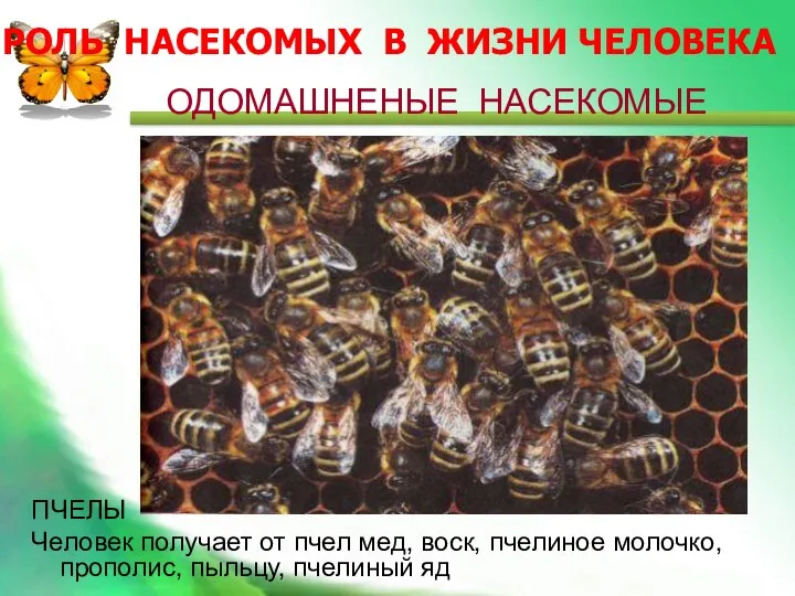 ОДОМАШНЕНЫЕ НАСЕКОМЫЕ ПЧЕЛЫ Человек получает от пчел мед, воск, пчелиное
