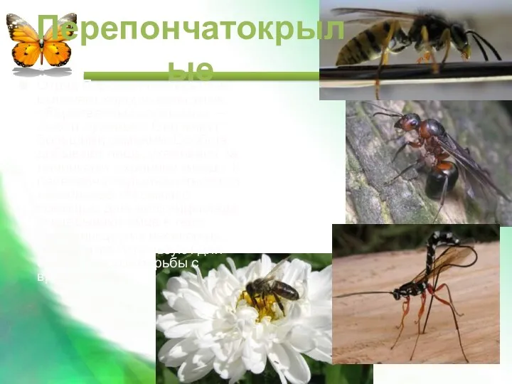 Отряд Перепончатокрылые включает хорошо известных общественных насекомых — пчел и