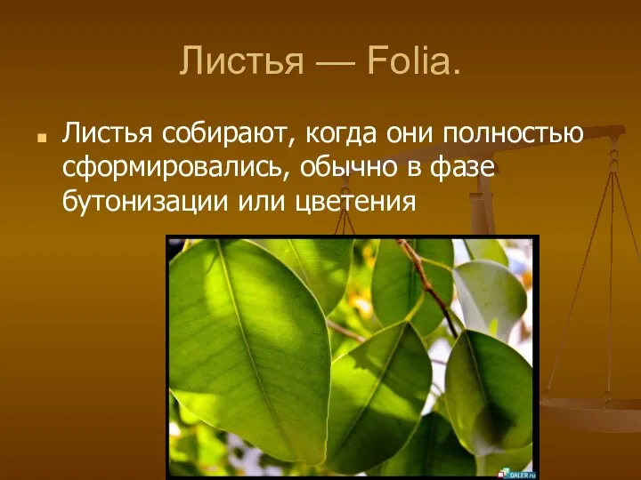 Листья — Folia. Листья собирают, когда они полностью сформировались, обычно в фазе бутонизации или цветения