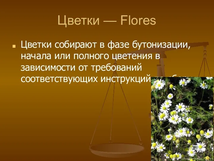 Цветки — Flores Цветки собирают в фазе бутонизации, начала или полного цветения в