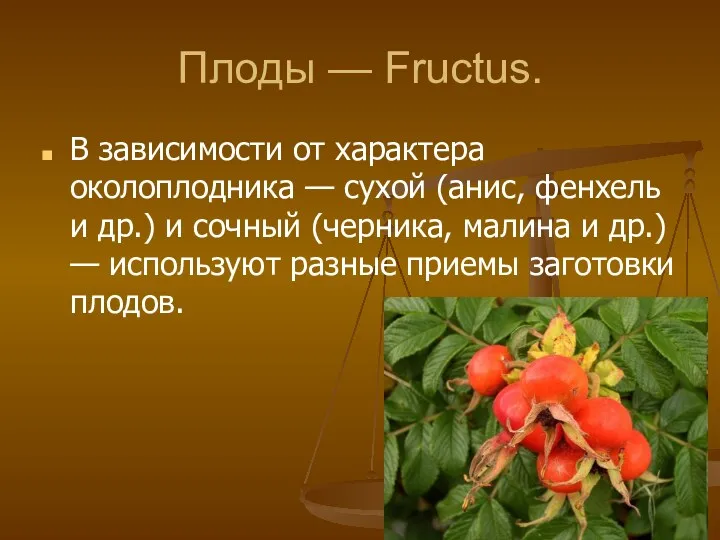Плоды — Fructus. В зависимости от характера околоплодника — сухой (анис, фенхель и