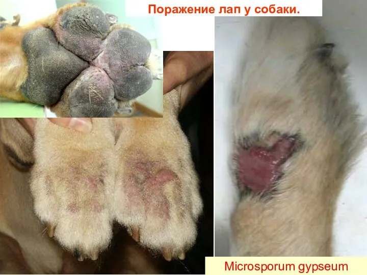 Поражение лап у собаки. Microsporum gypseum