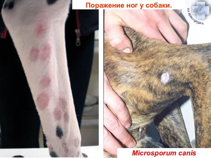 Поражение ног у собаки. Microsporum canis