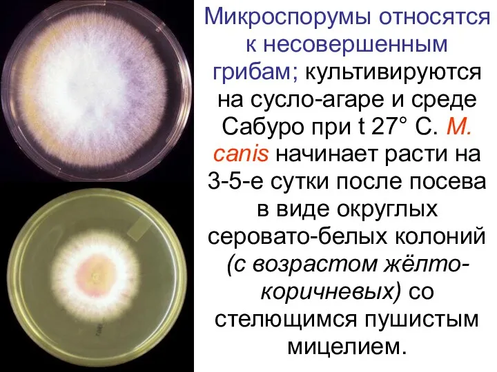 Микроспорумы относятся к несовершенным грибам; культивируются на сусло-агаре и среде
