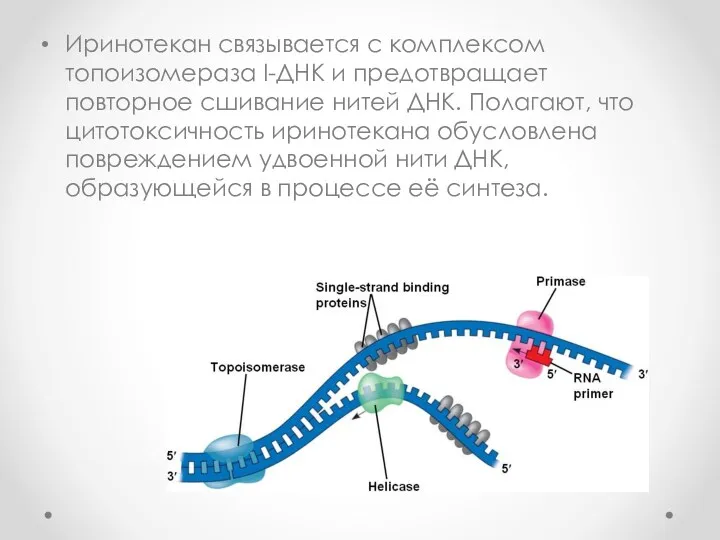 Иринотекан связывается с комплексом топоизомераза I-ДНК и предотвращает повторное сшивание
