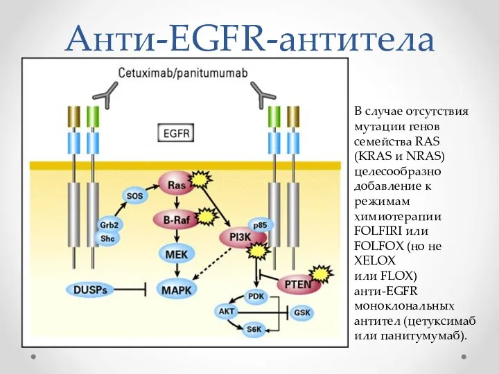 Анти-EGFR-антитела В случае отсутствия мутации генов семейства RAS (KRAS и