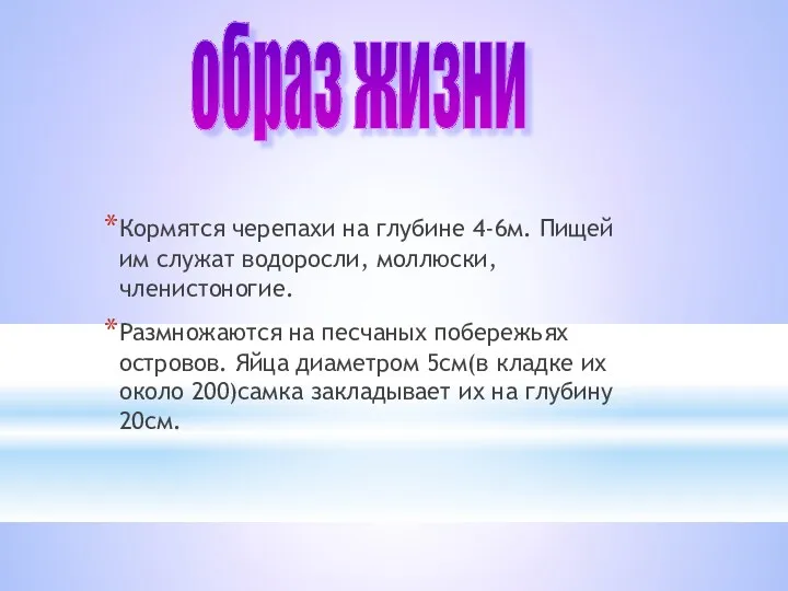 Кормятся черепахи на глубине 4-6м. Пищей им служат водоросли, моллюски,