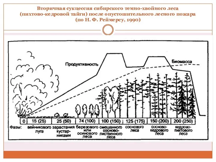Вторичная сукцессия сибирского темно-хвойного леса (пихтово-кедровой тайги) после опустошительного лесного пожара (по Н. Ф. Реймерсу, 1990)