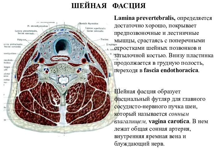 ШЕЙНАЯ ФАСЦИЯ Lamina prevertebralis, определяется достаточно хорошо, покрывает предпозвоночные и