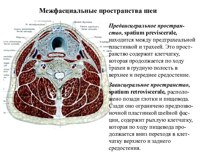 Межфасциальные пространства шеи Предвисцеральное простран-ство, spatium previscerale, находится между предтрахеальной