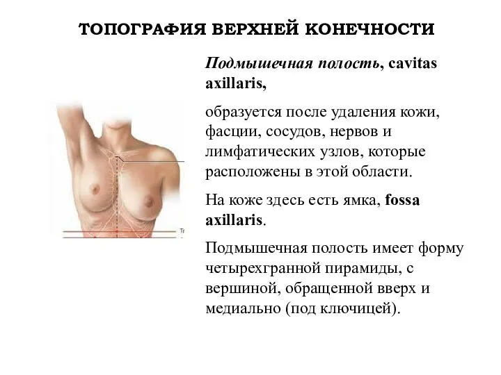 ТОПОГРАФИЯ ВЕРХНЕЙ КОНЕЧНОСТИ Подмышечная полость, cavitas axillaris, образуется после удаления