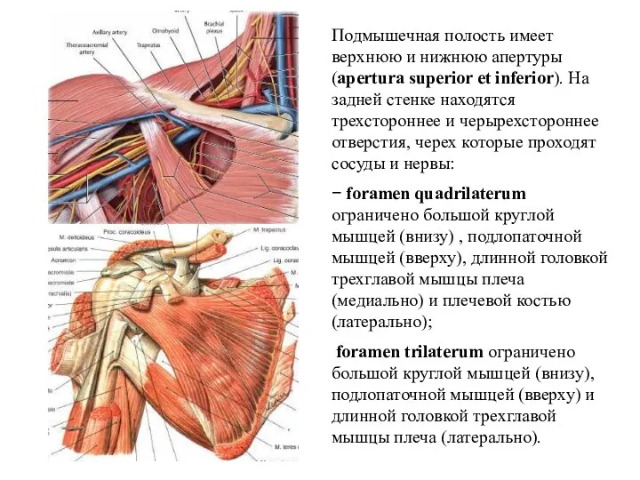 Подмышечная полость имеет верхнюю и нижнюю апертуры (apertura superior et