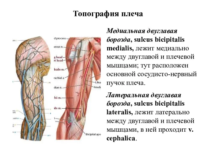 Топография плеча Медиальная двуглавая борозда, sulcus bicipitalis medialis, лежит медиально