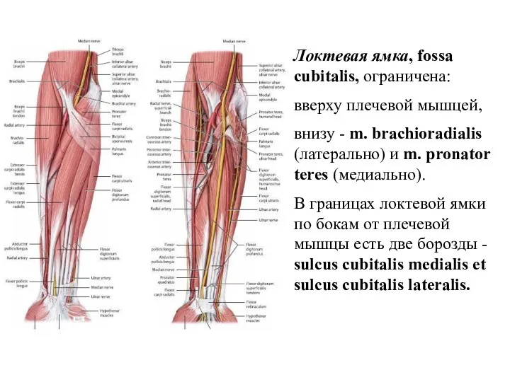 Локтевая ямка, fossa cubitalis, ограничена: вверху плечевой мышцей, внизу -