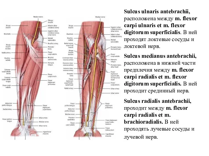 Sulcus ulnaris antebrachii, расположена между m. flexor carpi ulnaris et