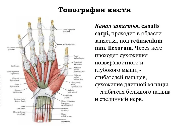 Топография кисти Канал запястья, canalis carpi, проходит в области запястья,