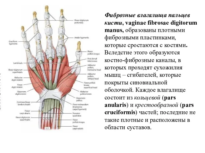 Фиброзные влагалища пальцев кисти, vaginae fibrosae digitorum manus, образованы плотными