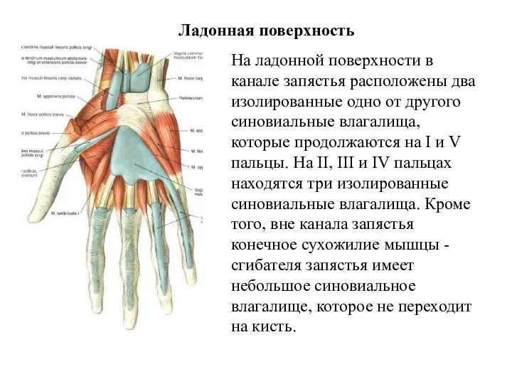 Ладонная поверхность На ладонной поверхности в канале запястья расположены два