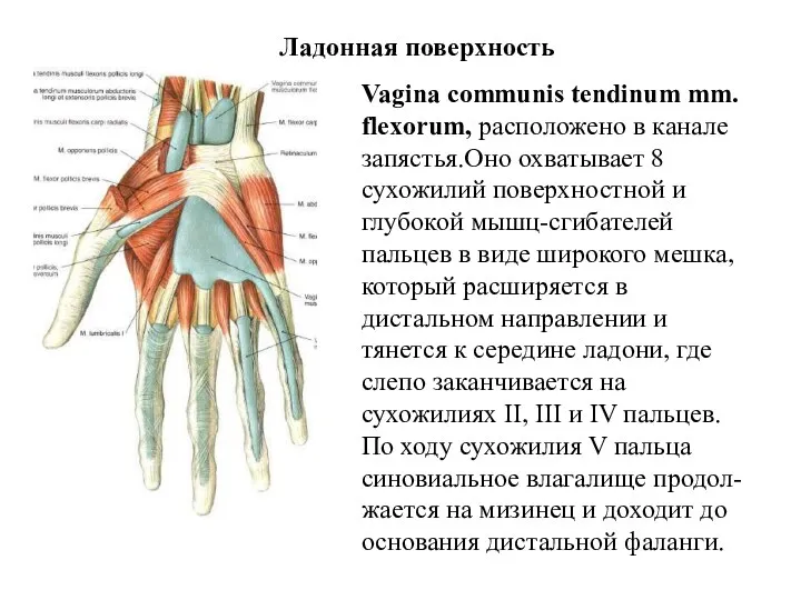 Ладонная поверхность Vagina communis tendinum mm. flexorum, расположено в канале