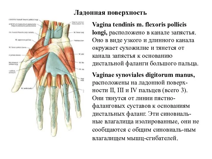 Ладонная поверхность Vagina tendinis m. flexoris pollicis longi, расположено в