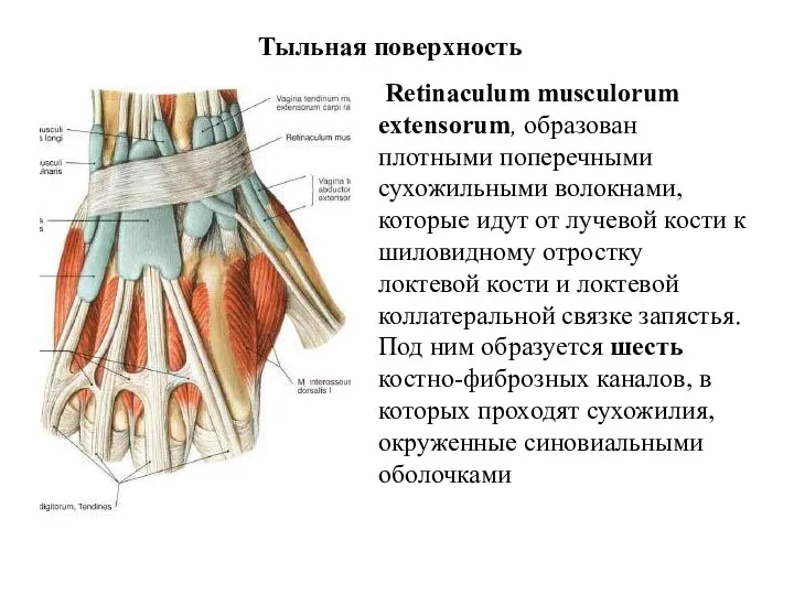 Тыльная поверхность Retinaculum musculorum extensorum, образован плотными поперечными сухожильными волокнами,