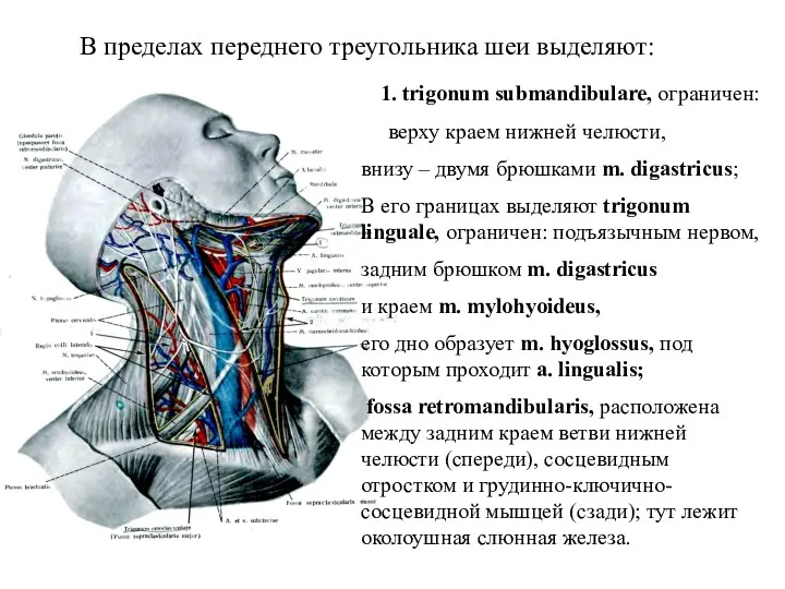 В пределах переднего треугольника шеи выделяют: 1. trigonum submandibulare, ограничен: