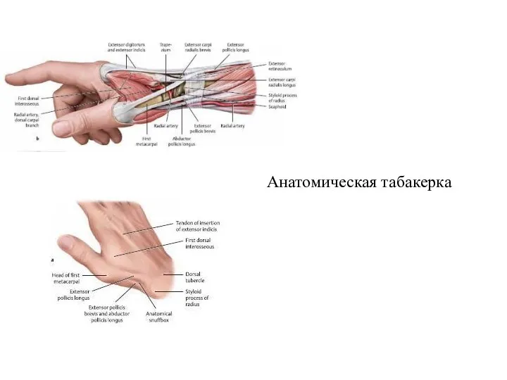 Анатомическая табакерка