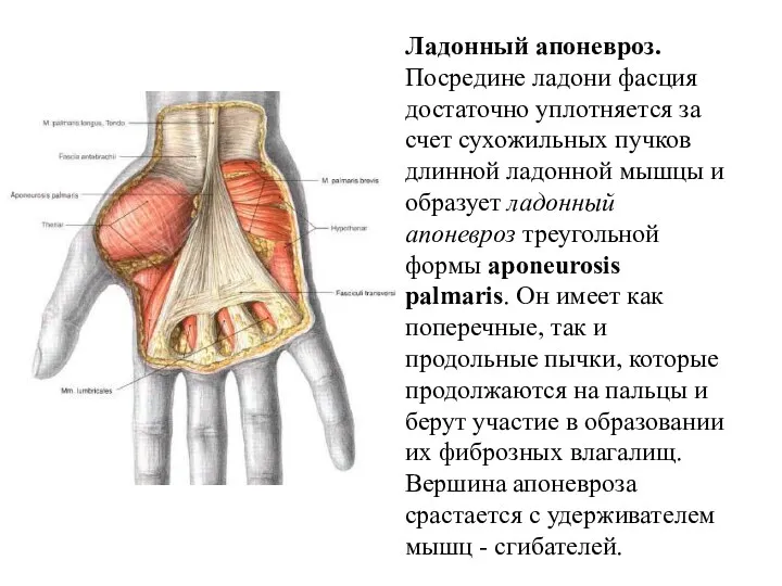 Ладонный апоневроз. Посредине ладони фасция достаточно уплотняется за счет сухожильных