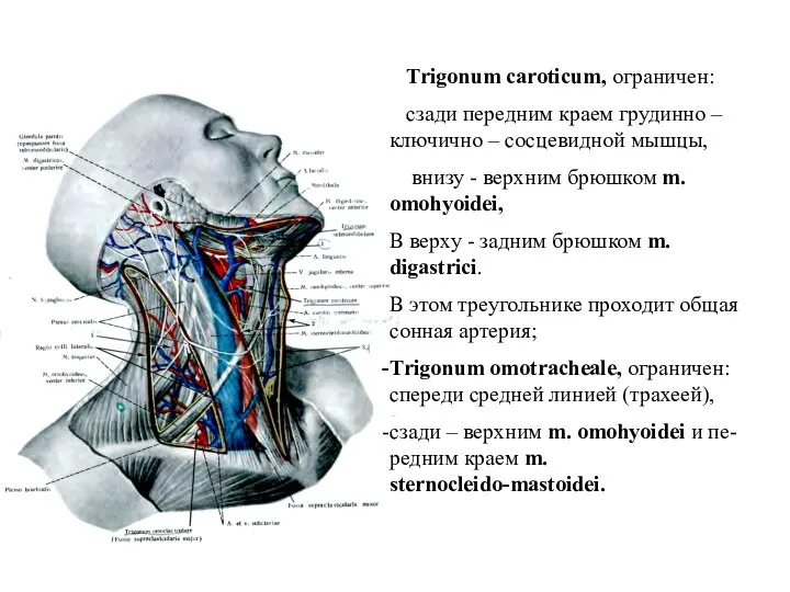 Тrigonum caroticum, ограничен: сзади передним краем грудинно – ключично –