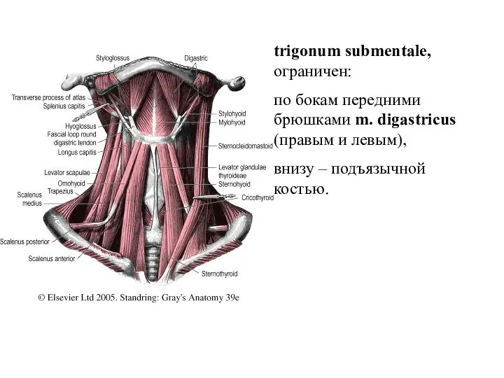 trigonum submentale, ограничен: по бокам передними брюшками m. digastricus (правым и левым), внизу – подъязычной костью.