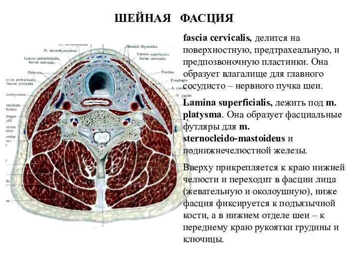 ШЕЙНАЯ ФАСЦИЯ fascia cervіcalis, делится на поверхностную, предтрахеальную, и предпозвоночную