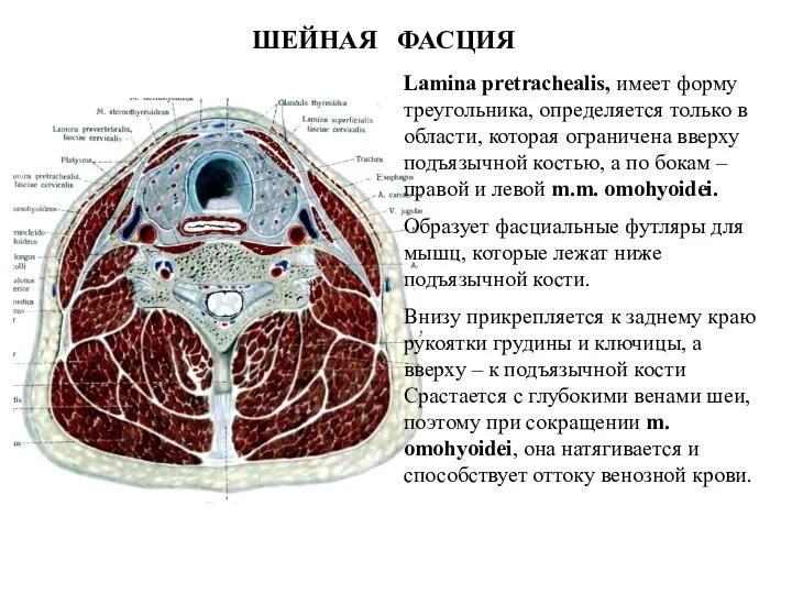 ШЕЙНАЯ ФАСЦИЯ Lamina pretrachealis, имеет форму треугольника, определяется только в