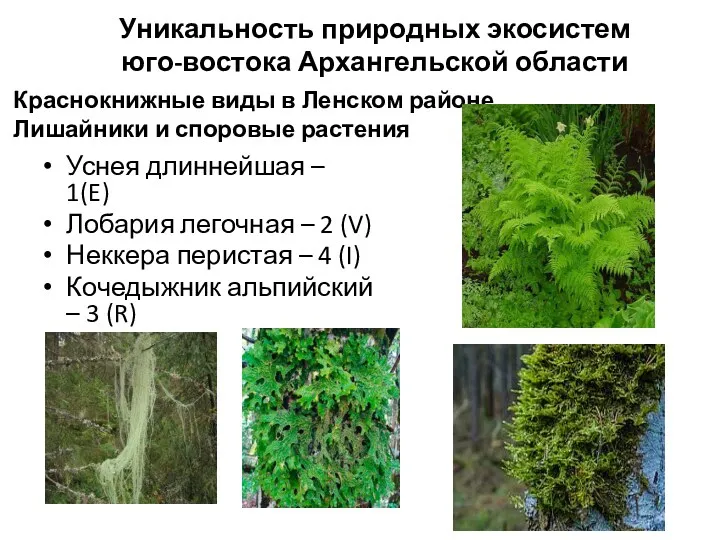 Краснокнижные виды в Ленском районе Лишайники и споровые растения Уснея