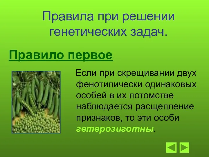 Правило первое Если при скрещивании двух фенотипически одинаковых особей в